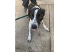 Adopt Felicity a Australian Cattle Dog / Blue Heeler, Mixed Breed