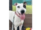 Adopt Yara a American Staffordshire Terrier, Mixed Breed
