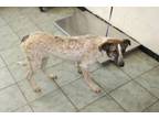 Adopt Tink a Australian Cattle Dog / Blue Heeler, Mixed Breed