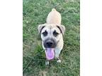 Adopt Darling a Black Mouth Cur, Mixed Breed