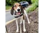 Adopt Blossom a Treeing Walker Coonhound