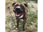 Adopt Liberty a Pit Bull Terrier