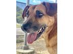 Adopt Brizo a German Shepherd Dog, Mixed Breed