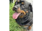 Adopt Remmi a Rottweiler, Mixed Breed