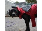 Adopt Baja Blast a Pit Bull Terrier, Mixed Breed