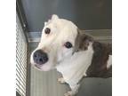 Adopt Malicious a Pit Bull Terrier