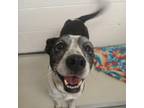 Adopt Pocket a Pit Bull Terrier