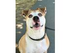 Adopt Fiona a Pit Bull Terrier, Mixed Breed