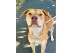 Adopt Butterball a Labrador Retriever, Pit Bull Terrier