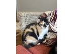 Adopt Regal a Domestic Short Hair