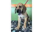 Adopt Chicken Noodle a Mastiff, Mixed Breed