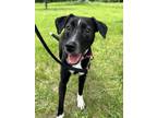 Adopt Pebbles a Mixed Breed