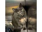 Adopt Sprite a Domestic Short Hair