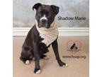 Adopt Shadow Marie a Boxer, Pit Bull Terrier