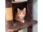 Adopt Jolene a Domestic Short Hair