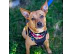Adopt Lanie a Feist