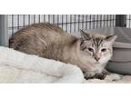 Adopt Clarissa AJ a Siamese