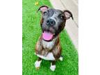 Adopt Lila (New Digs) a Boxer