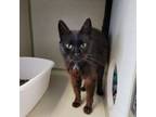 Adopt Ava a Domestic Short Hair