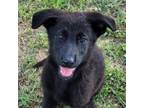 Adopt Remy DB a German Shepherd Dog, Belgian Shepherd / Malinois