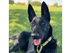 Adopt Mischca a German Shepherd Dog