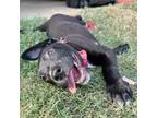 Adopt Squash a Labrador Retriever