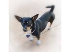 Adopt Piper a Terrier