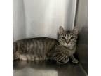 Adopt Salma Hayek a Domestic Short Hair