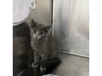 Adopt Spirit a Domestic Long Hair