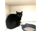 Adopt Calypso a Domestic Short Hair