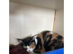 Adopt Sango a Domestic Short Hair