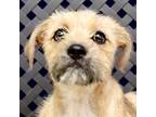 Adopt Spirit a Terrier