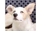Adopt Miss Bella a Siberian Husky, Labrador Retriever