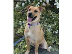 Adopt Gwen a Labrador Retriever