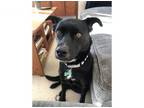 Adopt Orca a Labrador Retriever, Pit Bull Terrier