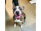 Adopt Surrey a Mixed Breed