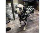 Adopt Dottie a Dalmatian
