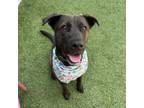 Adopt Gaea a Mixed Breed