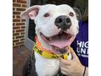 Adopt Diamond a Staffordshire Bull Terrier