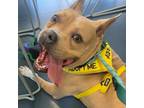 Adopt Jordan a Mixed Breed
