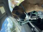 Adopt Hope a Great Dane