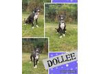 Adopt Dollee a Hound, Mixed Breed