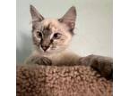 Adopt Tasia a Siamese
