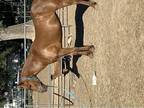 Mix mare