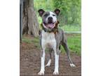 Adopt Kellie - Adoptable a Pit Bull Terrier, Mixed Breed