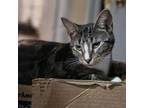Adopt Kim a American Shorthair