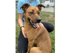 Adopt Shye a Terrier, Mixed Breed
