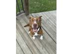Adopt Xena a Pit Bull Terrier, Mixed Breed