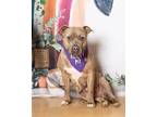 Adopt Rexxi a Pit Bull Terrier