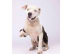 Adopt Daisy a Pit Bull Terrier